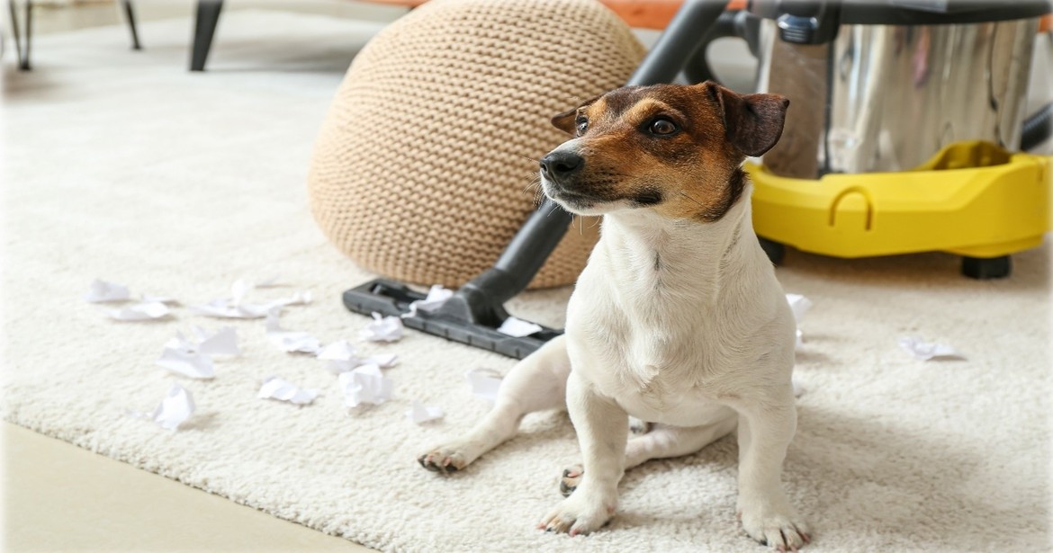 Wskazówki dotyczące sprzątania po zwierzakach